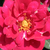 Vörös - Virágágyi floribunda rózsa - Diablotin